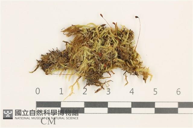 羽枝青蘚藏品圖，第1張