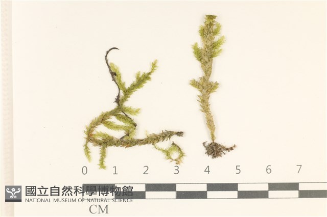 登錄號:B00006264藏品圖，第1張