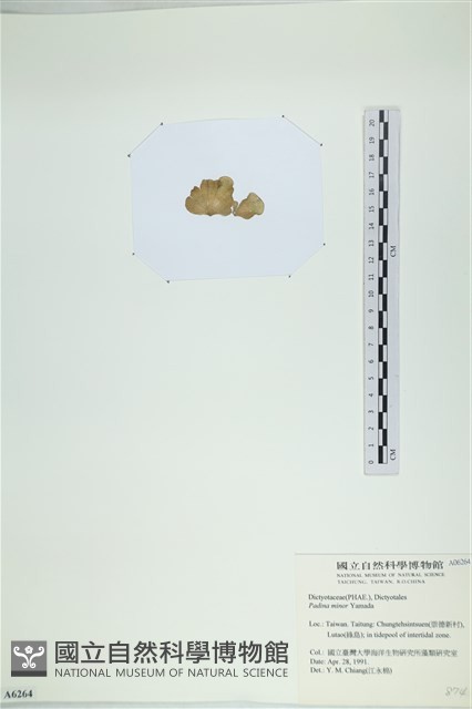 小團扇藻藏品圖，第3張