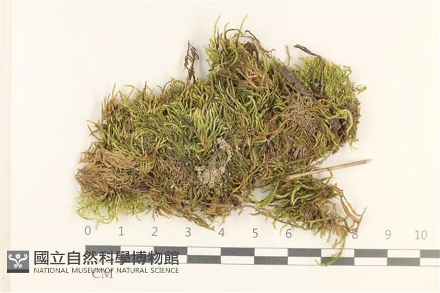 登錄號:B00013264藏品圖，第1張