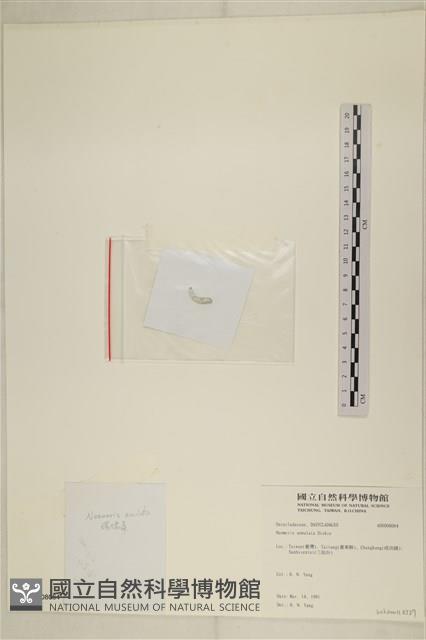 環蠕藻藏品圖，第3張