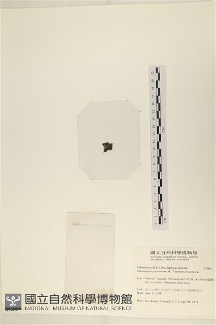 指枝藻藏品圖，第3張