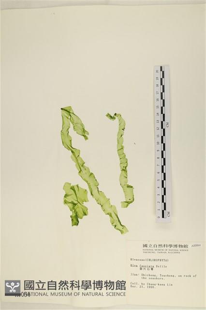 長片石蓴, 裂片石蓴藏品圖，第1張