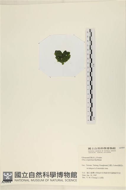 茶花石蓴, 牡丹菜藏品圖，第3張