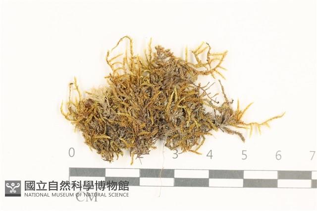 登錄號:B00015164藏品圖，第1張