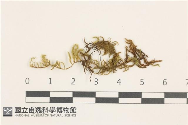 登錄號:B00009564藏品圖，第1張