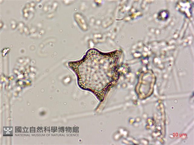 登錄號:A00004564藏品圖，第3張