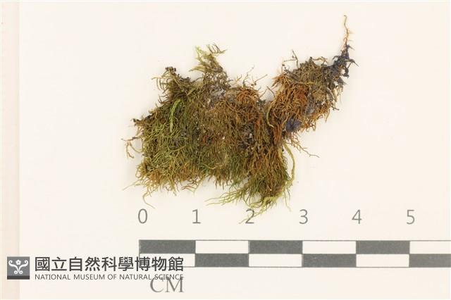 登錄號:B00015564藏品圖，第1張