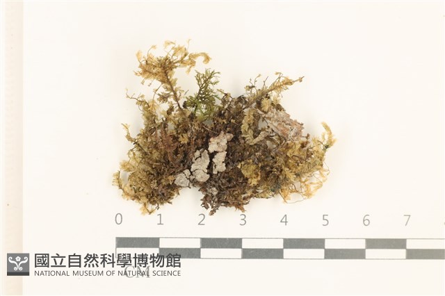登錄號:B00011564藏品圖，第1張