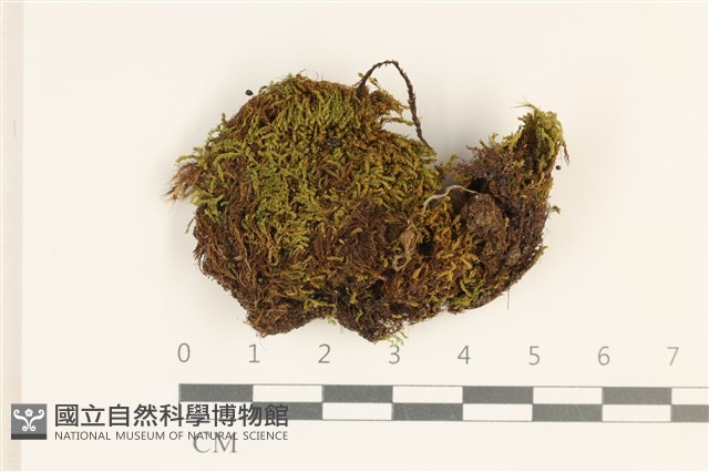 登錄號:B00010564藏品圖，第1張