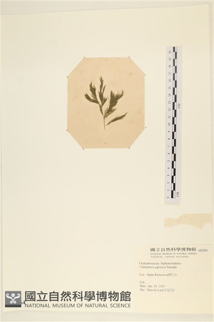 登錄號:A00003564藏品圖，第3張