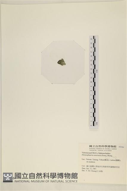 網球藻藏品圖，第3張