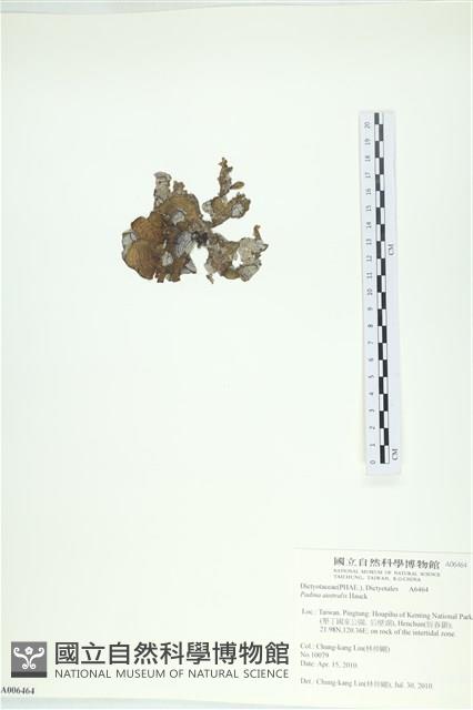 南方團扇藻藏品圖，第3張