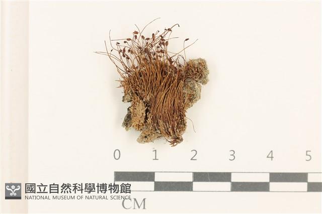 登錄號:B00014464藏品圖，第1張