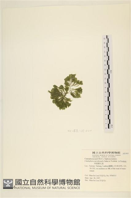 伸展剛毛藻藏品圖，第3張