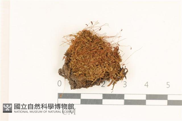 角齒蘚藏品圖，第1張