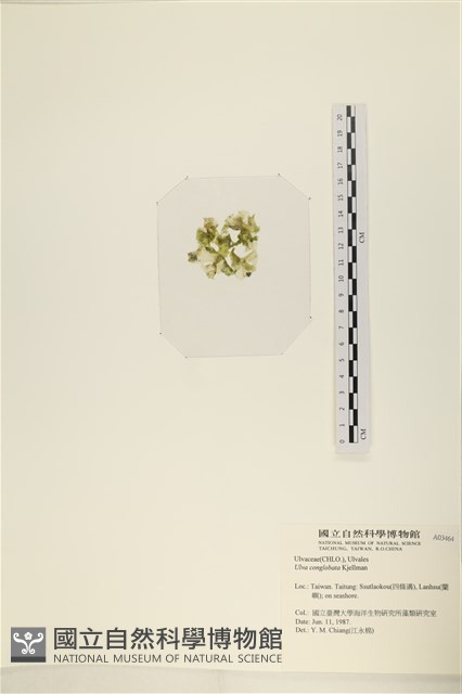 茶花石蓴, 牡丹菜藏品圖，第3張