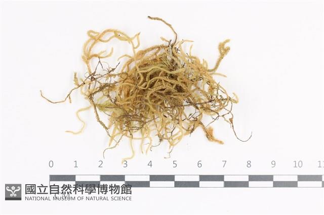 登錄號:B00011364藏品圖，第1張