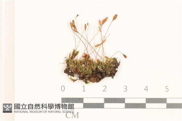 登錄號:B00017764藏品圖，第1張