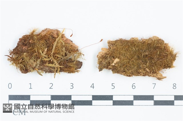 青毛苔藏品圖，第1張