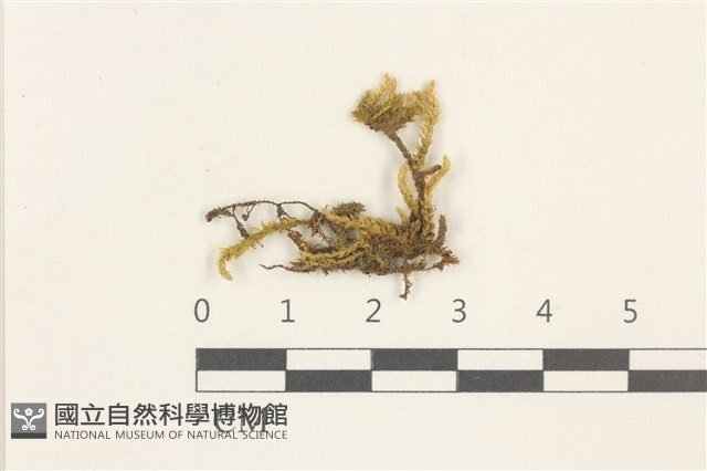 登錄號:B00009604藏品圖，第1張