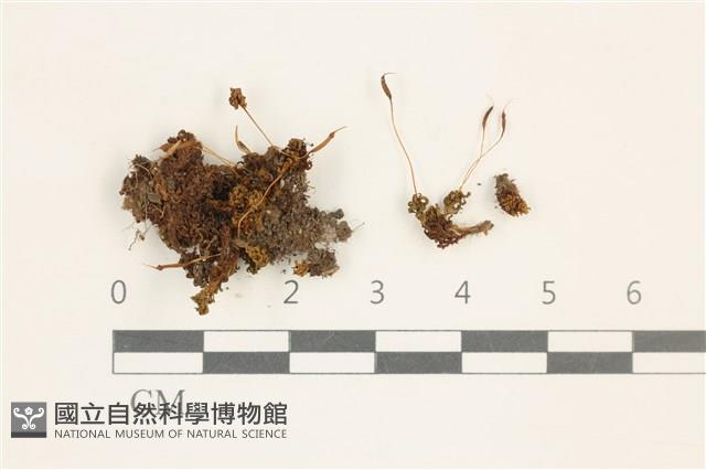 登錄號:B00014604藏品圖，第1張