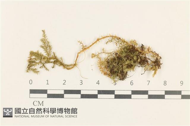 登錄號:B00004604藏品圖，第1張