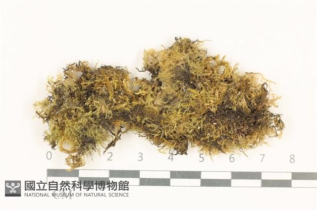 登錄號:B00015604藏品圖，第1張