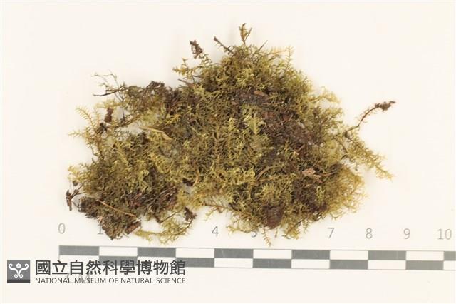 登錄號:B00010604藏品圖，第1張