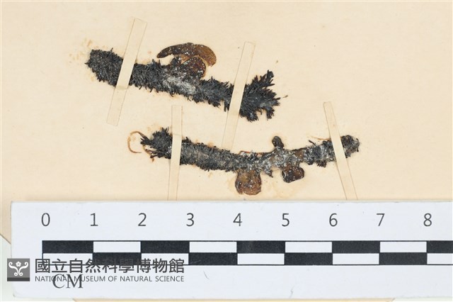登錄號:A00003604藏品圖，第1張