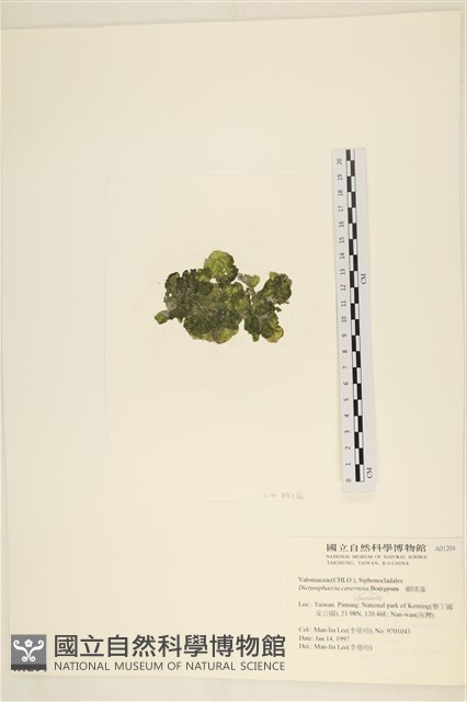 網球藻藏品圖，第3張