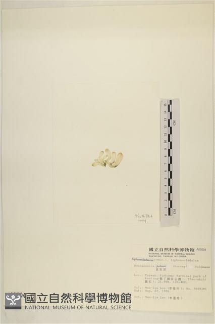 曲玉藻, 香蕉菜, 玉茄藻藏品圖，第3張