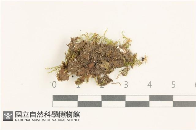 黃葉細濕蘚藏品圖，第1張