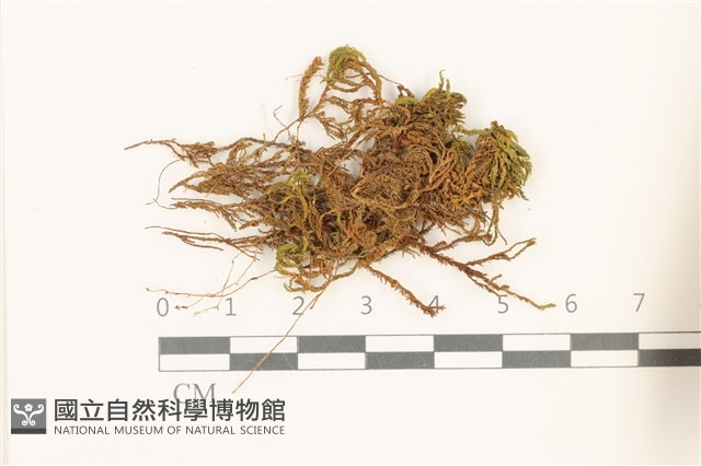 登錄號:B00015104藏品圖，第1張