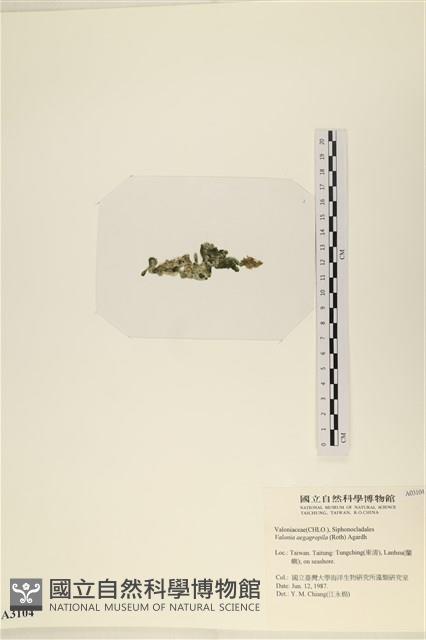 法囊藻藏品圖，第3張