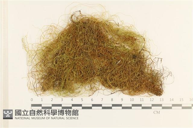 登錄號:B00009504藏品圖，第1張