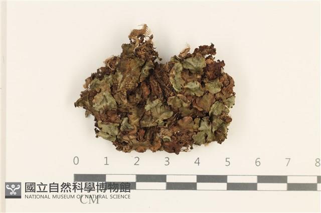 登錄號:B00015504藏品圖，第1張