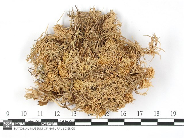 擬禿枝泥炭蘚藏品圖，第1張