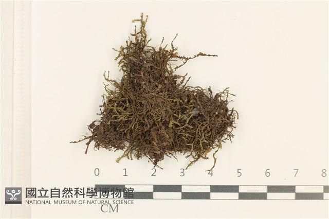 三齒鞭苔藏品圖，第1張