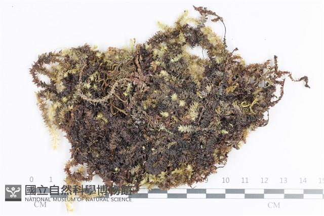 大灰氣蘚藏品圖，第1張