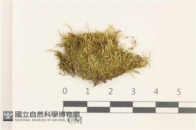 羽枝青蘚藏品圖，第1張