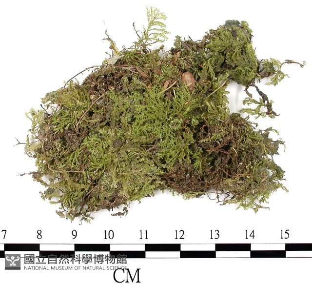 南亞孔雀蘚藏品圖，第1張