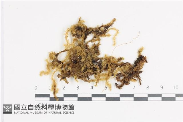 登錄號:B00021404藏品圖，第1張