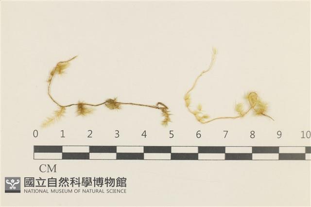 登錄號:B00011404藏品圖，第1張