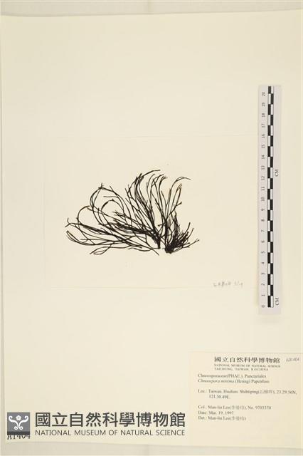 小毛孢藻, 小鹿角苔藏品圖，第3張