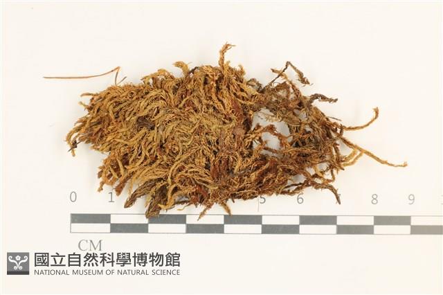 沼澤皺蒴蘚藏品圖，第1張