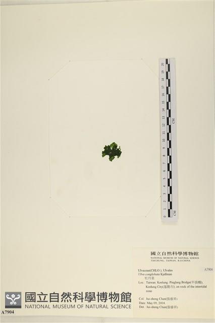 茶花石蓴, 牡丹菜藏品圖，第3張