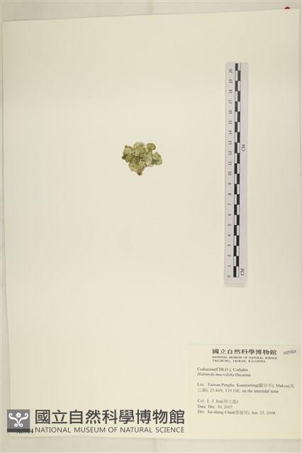 大葉海仙人掌, 大葉仙掌藻藏品圖，第3張