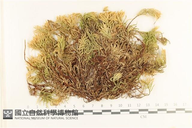 登錄號:B00017304藏品圖，第1張