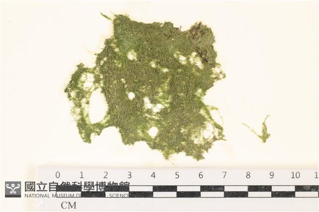 鹿角沙菜, 鹿角棘糊藻藏品圖，第1張